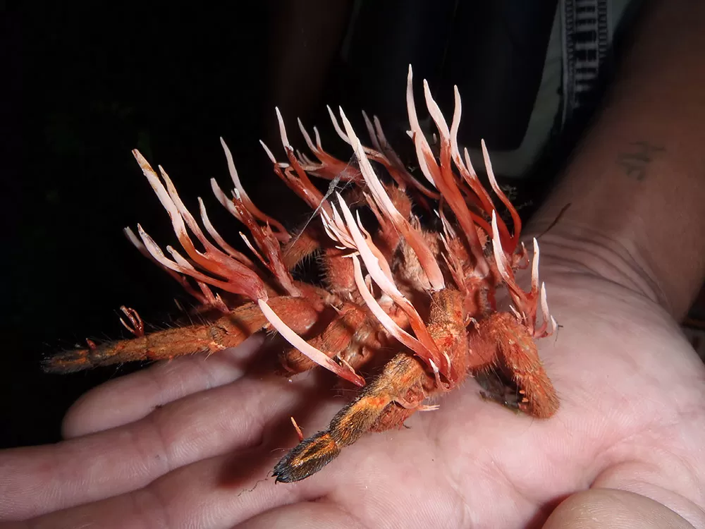 Cordyceps